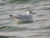 Little Gull at Paglesham Lagoon (Steve Arlow) (69078 bytes)